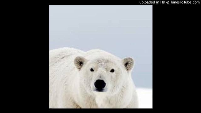 bi polar bear смотреть онлайн