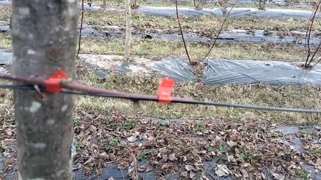 Весняна підв'язка ожини на шпалеру, обрізка ожини смотреть онлайн