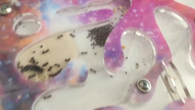 Муравьи переселились в ходы 🐜 #3 смотреть онлайн