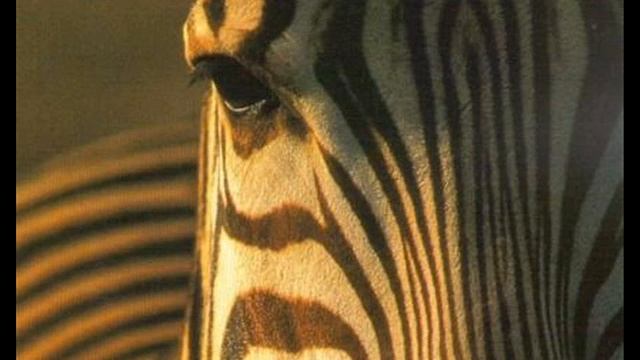 ryan davis-my white zebra (cosmic cowboys remix) смотреть онлайн