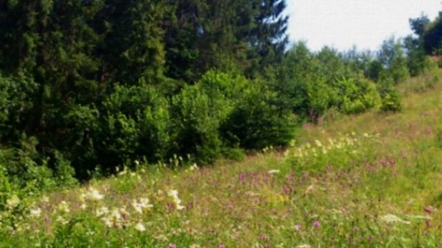 Жовтіє вода смотреть онлайн