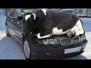 Южная Америка удивительная Амазонка