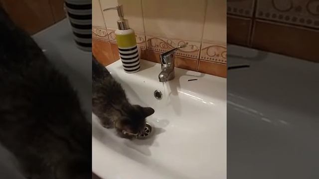 Научился пить из раковины смотреть онлайн