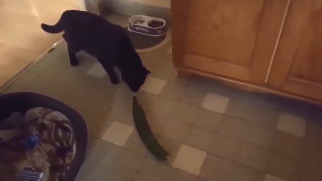 Funny cats vs cucumber compilation смотреть онлайн