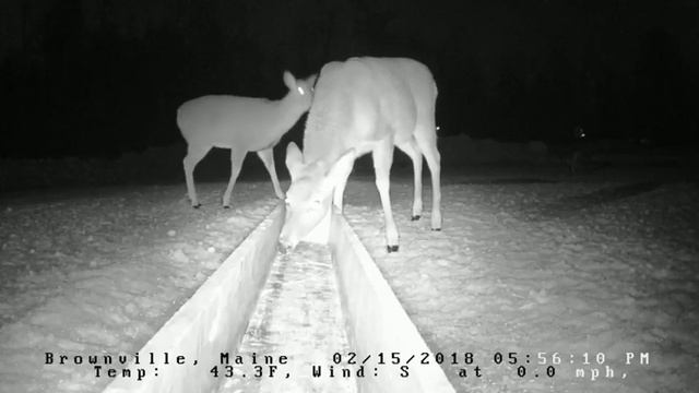 Brownville Food Pantry For Deer ~ Dominant Doe ~ 2.15.18 смотреть онлайн