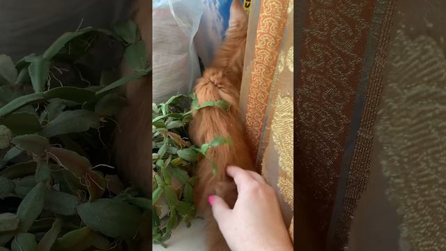 Отважно исследуем новые территории смотреть онлайн