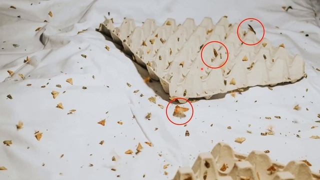 Vamos conhecer os nossos polinizadores смотреть онлайн