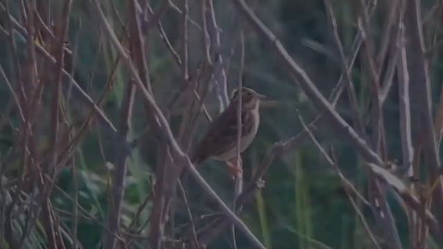 Rustic bunting смотреть онлайн