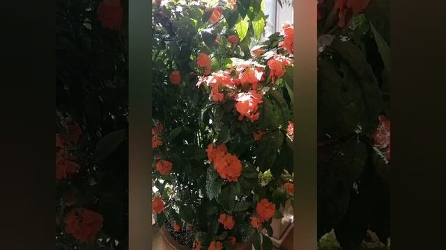 Царицино. Оранжереи. Май. 2024 смотреть онлайн