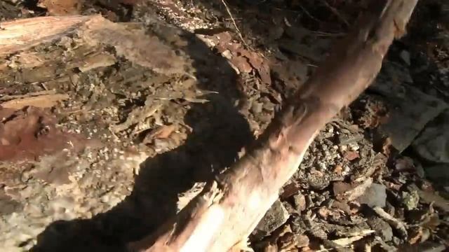 How To Find Fatwood - Detailed Explanation смотреть онлайн