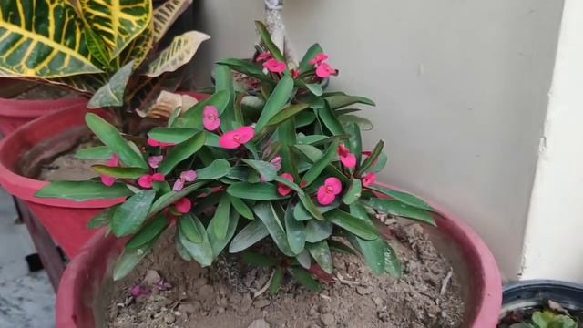 How to care n propagate euphorbia mili plant, crown of thorns plant care😊👍 смотреть онлайн