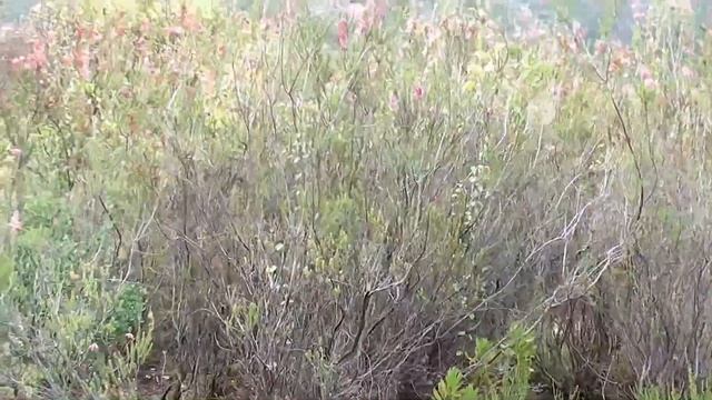 Park Kirstenbosch S Africa