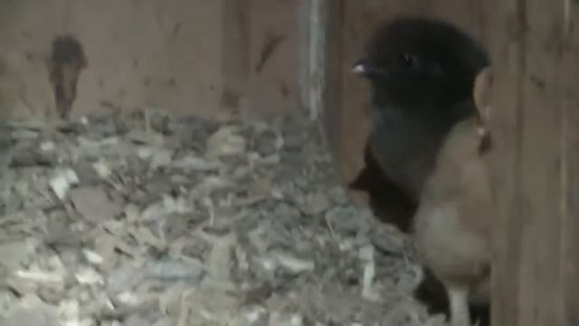 Crossbreeding Update смотреть онлайн
