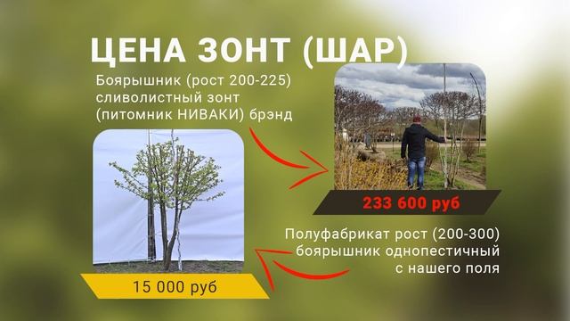 Боярышник однопестичный и боярышник колючий обыкновенный распродажа 2024 смотреть онлайн