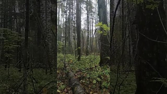 Охота на рябчика октябрь 2017 смотреть онлайн