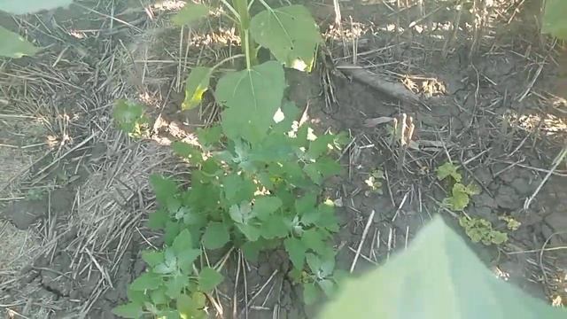 Л.Г 59580 даю бора и фунгецыд смотреть онлайн