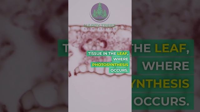 Mesophyll: The Verdant Heart of Photosynthesis 🌿💚 #biologylearning #scienceeducation смотреть онлайн