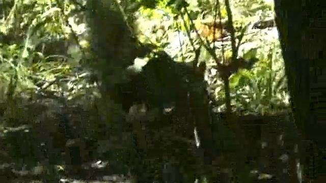 Белка и Орех.flv смотреть онлайн
