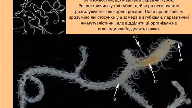 Кільчасті черви. Тема за 5 хвилин. Навчальний урок. Дистанційне навчання. Підготовка до ЗНО. смотреть онлайн