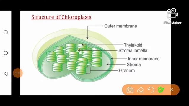 Plastids Types Structure and Functions | Ibad Biology смотреть онлайн