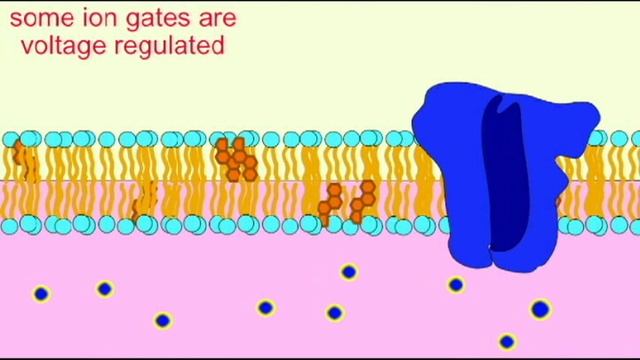 AP1: NEURON: VOLTAGE REGULATED ION CHANNELS смотреть онлайн