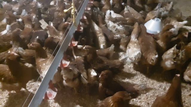 Lohmann Brown vištos | egg laying hens смотреть онлайн