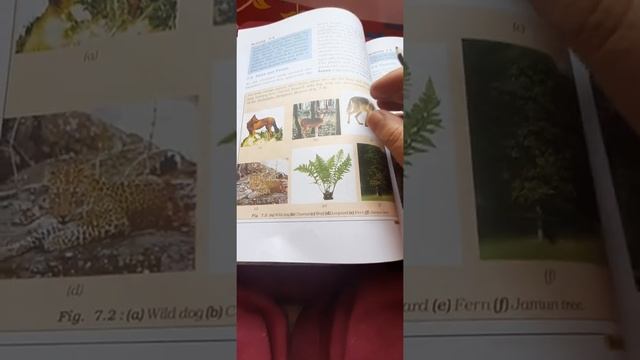 conservation of plants and animals (Flora and fauna) смотреть онлайн