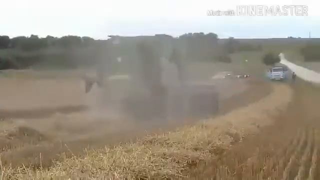 Молотим пшеницю сорт Колонія смотреть онлайн