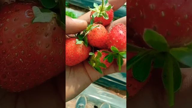 #स्ट्राबेरी #strawberry #fruit #viralvideo #trending #shortvideo смотреть онлайн