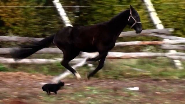 Самур-Шаэль смотреть онлайн