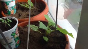 Подготовка к посеву семян сельдерея