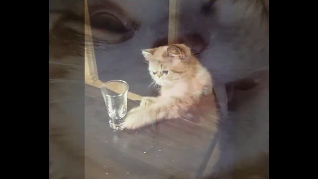 Funny animals part 16 смотреть онлайн