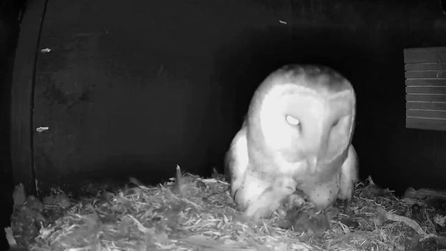 First Feeding - Alpine Barn Owl Box - Day 64 (10:30 pm) смотреть онлайн