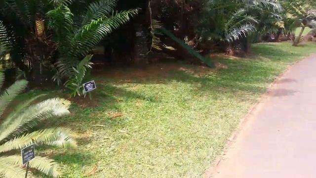 Royal Botanical Garden - 06 (Cycad collection 2), Sri Lanka смотреть онлайн