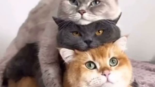 Мини пирамида смотреть онлайн