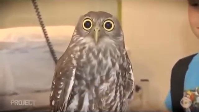 Типичные ошибки молодых ученых смотреть онлайн