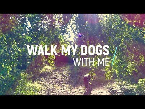 DOG TV 🐕🦺 🐕 | WALK DOGS WITH ME | 24 Mins | Calm Music | Zero-X ZX-30 Review In Description