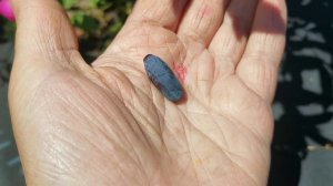 Жимолость Усульга