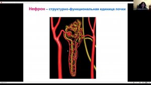 Нормальная физиология - Выделение (Шишелова)