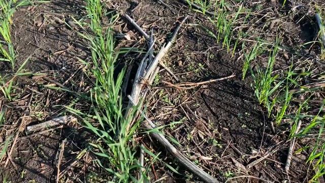 14.10.19 озимая пшеница #No-till смотреть онлайн