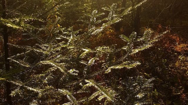 Pigeon River Headwaters Conservation Area смотреть онлайн