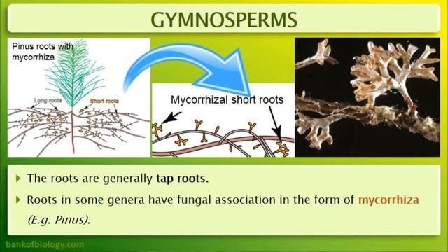 PLANT KINGDOM BIO BOTANY, CHAP 2 11TH TN EM,PART 2 смотреть онлайн