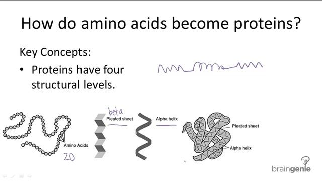 1.2.3 How do amino acids become proteins смотреть онлайн