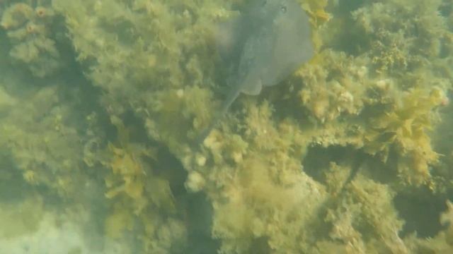 GoPro - Exploring a Sunken Paddle Steamer Wreck - The Ozone (Indented Head) смотреть онлайн