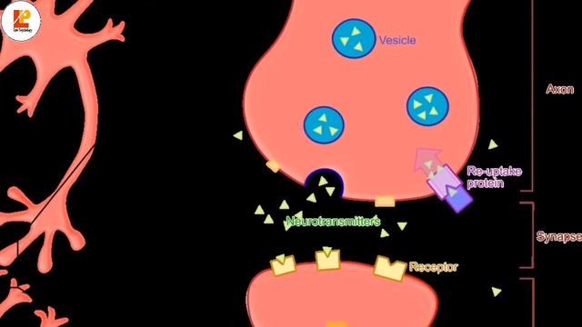 Synapse & Neural Transmission|Synaptic cleft| Presynaptic and Postsynaptic membrane| Spot Psycholog смотреть онлайн
