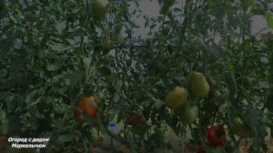 ТОМАТ МИНУСИНСКИЕ СТАКАНЫ. Меня он просто порадовал.