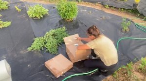 Бордюр для клумб, чтобы щепа не сыпалась на газон