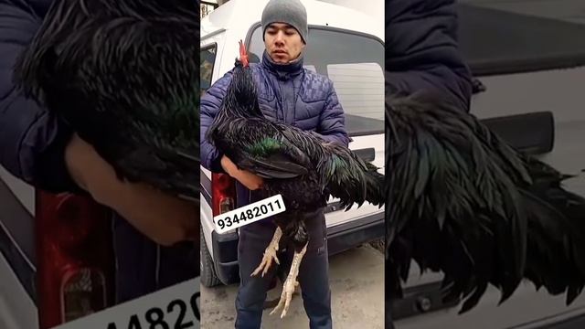 гигант кора шахзодани хакикий гиганти томоша Андижон шахарда смотреть онлайн