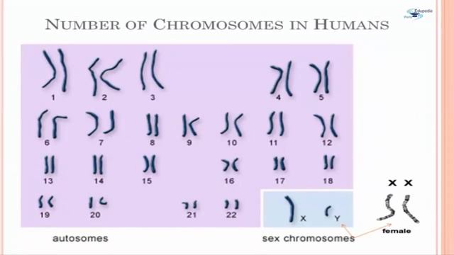 The Cell | Introduction | Kinds Of Cell | Deoxyribonucleic Acid (DNA) | Genes | Chromosomes | Part смотреть онлайн