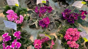 ВЫСТАВКА ФИАЛОК САНКТ-ПЕТЕРБУРГ 27.11.2024